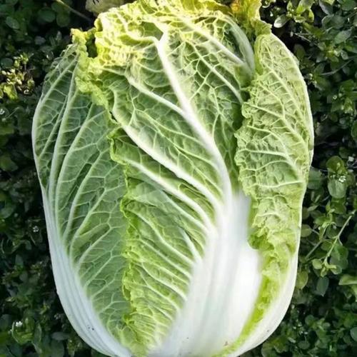 二伏种白菜最佳时间及种植技巧全解析插图1