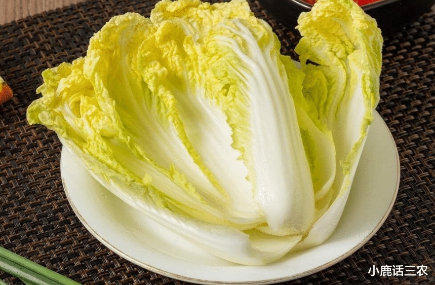 小白菜的种类有哪些?常见小白菜品种全解析-会东网