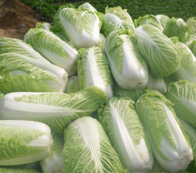 种白菜需要起垄吗?起垄种植白菜的5大优势解析-会东网