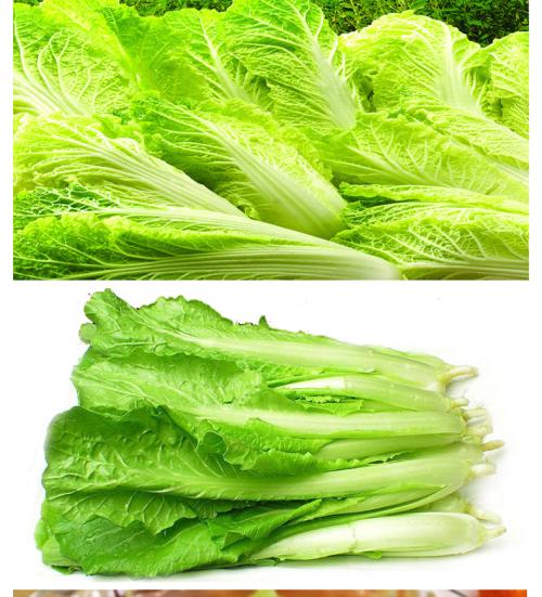 小白菜种植深度多少合适?新手必看的种植指南插图1 小白菜种植深度多少合适?新手必看的种植指南插图1