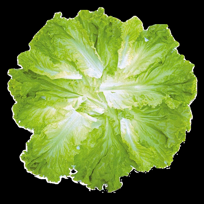 七十天的白菜什么时候种?最佳种植时间与技巧解析-会东网