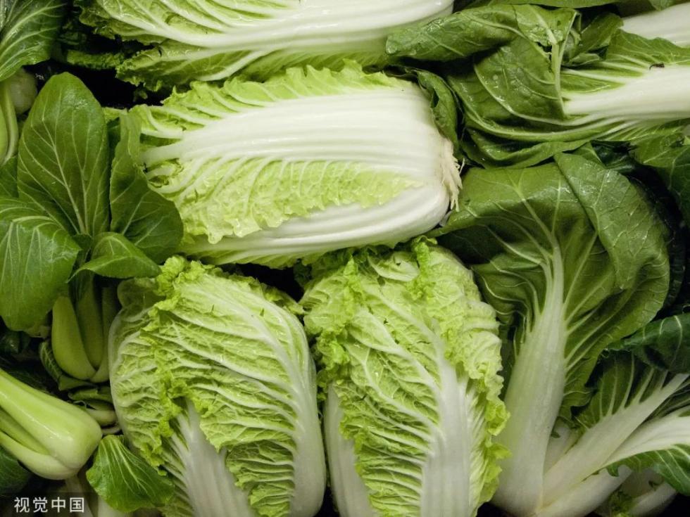 速生小白菜种植方法全解析：从选种到收获的完整指南插图1