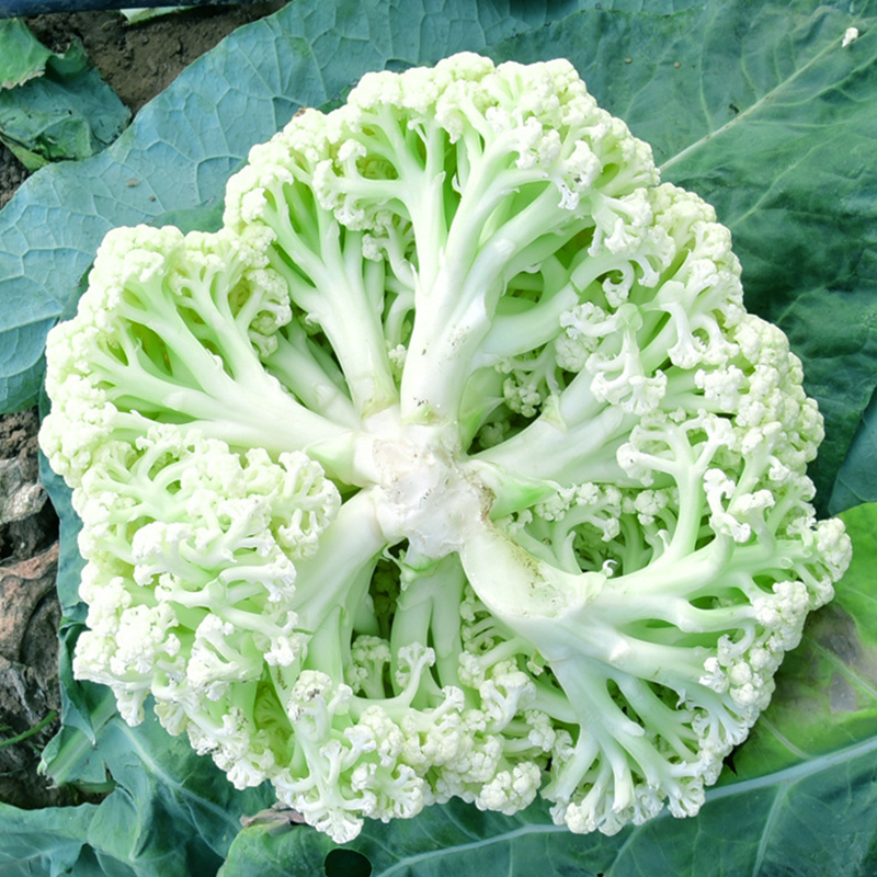 速生小白菜种植方法全解析：从选种到收获的完整指南插图2