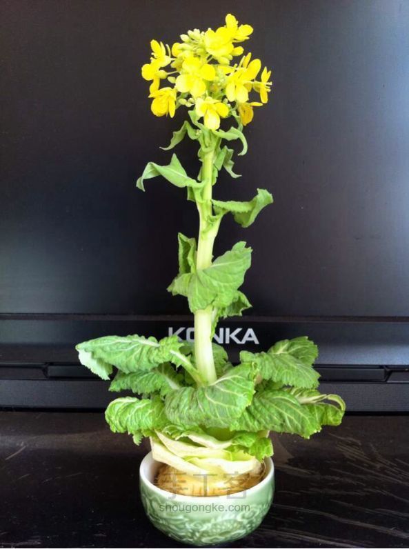 小兔种白菜:童话故事中的种植乐趣与教育意义插图1 小兔种白菜:童话故事中的种植乐趣与教育意义插图1