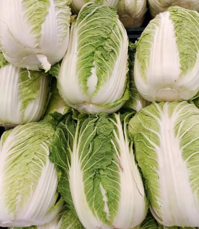 华北地区种什么白菜种好？5大优质品种推荐插图1