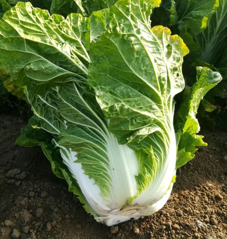 华北地区种什么白菜种好？5大优质品种推荐插图2