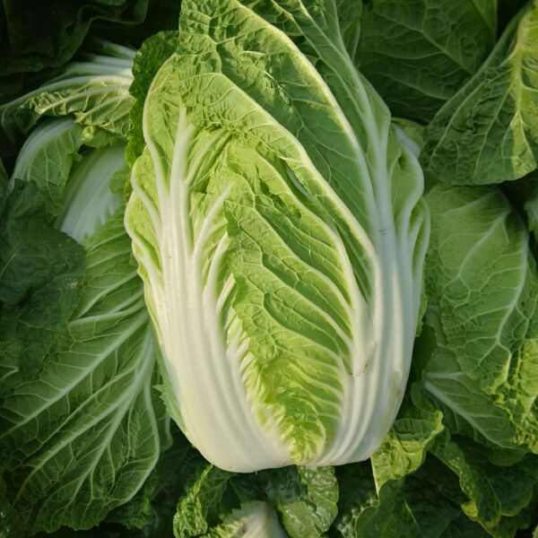 夏小白菜种植技术全解析（从选种到采收的完整指南）插图1