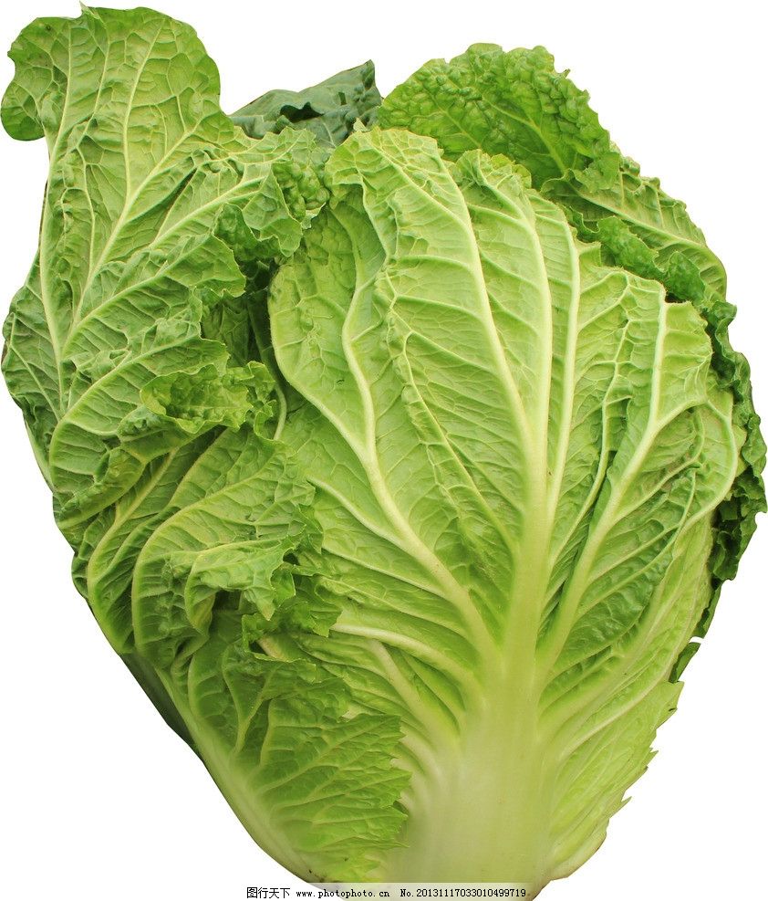 种植白菜过程详解:从选种到收获的完整指南插图2 种植白菜过程详解:从选种到收获的完整指南插图2