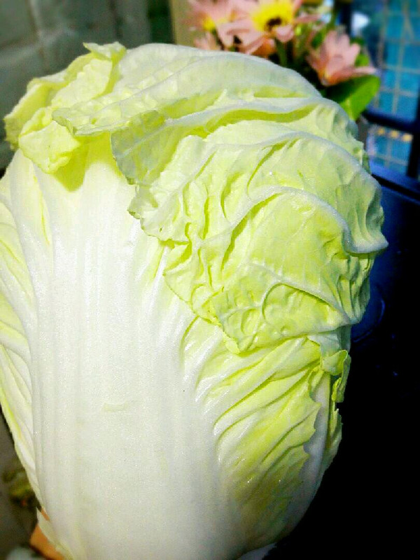 高强上种白菜的故事：从贫瘠土地到丰收奇迹的励志传奇插图2