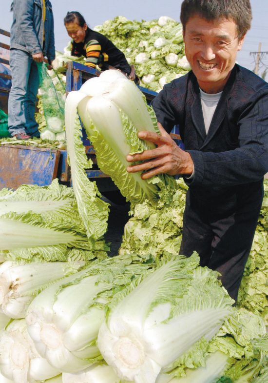 白菜怎么种步骤详细(从选种到收获完整指南)插图2