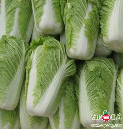 种大白菜亩多少棵?科学种植密度全解析插图2 种大白菜亩多少棵?科学种植密度全解析插图2