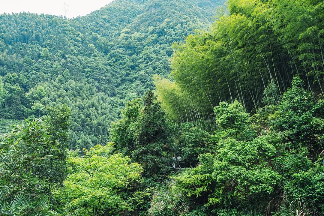 会东马头山7月邀约：开启五大深度体验，共赴森林呼吸之约插图5