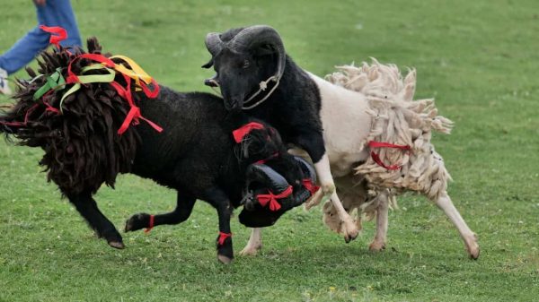 图集 | 云端鲁南,彝乡火把节燃爆传统竞技之魂插图2 图集 | 云端鲁南,彝乡火把节燃爆传统竞技之魂插图2
