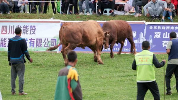 图集 | 云端鲁南,彝乡火把节燃爆传统竞技之魂插图4 图集 | 云端鲁南,彝乡火把节燃爆传统竞技之魂插图4