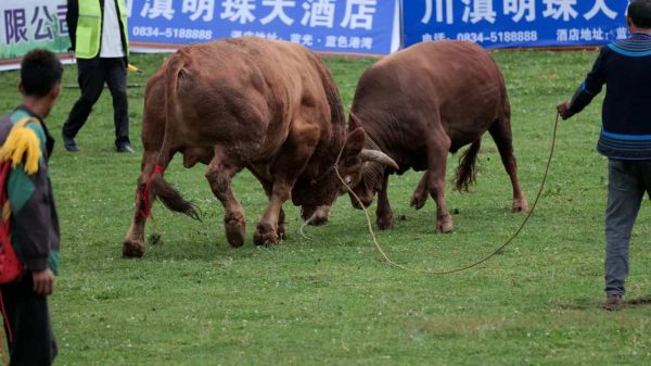 图集 | 云端鲁南,彝乡火把节燃爆传统竞技之魂插图3 图集 | 云端鲁南,彝乡火把节燃爆传统竞技之魂插图3
