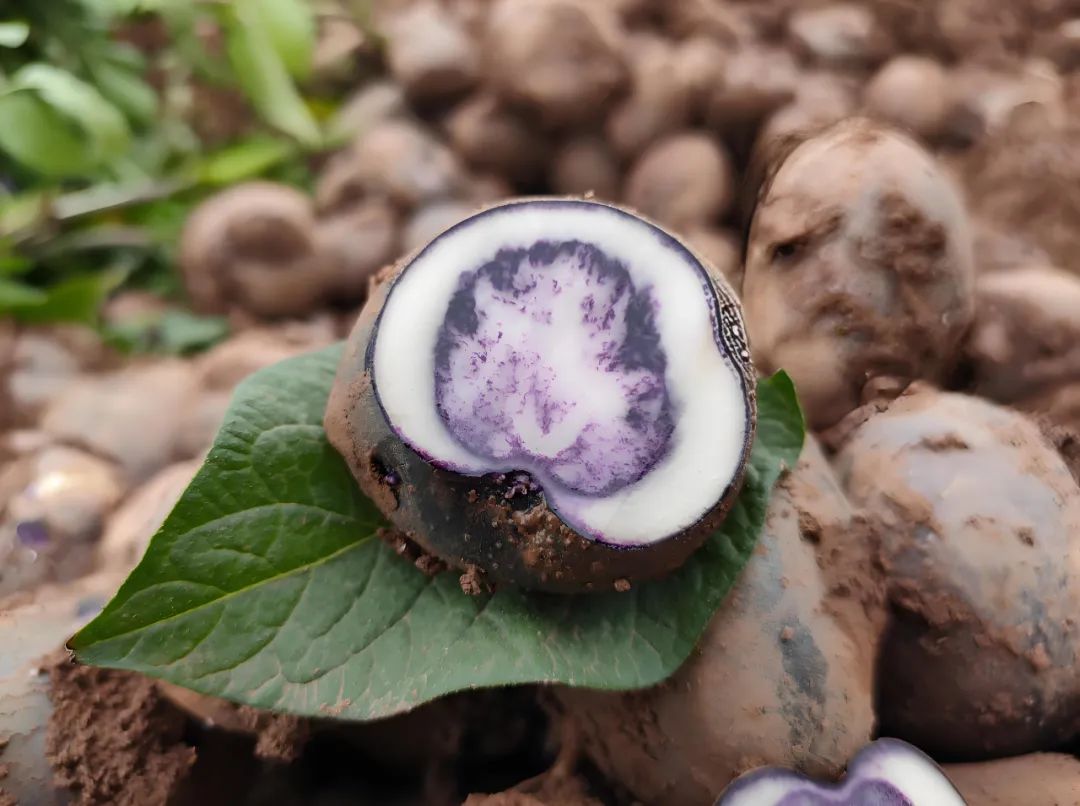 川滇明珠会东：羊肉汤锅飘香，多彩风情绘就振兴新画卷插图8