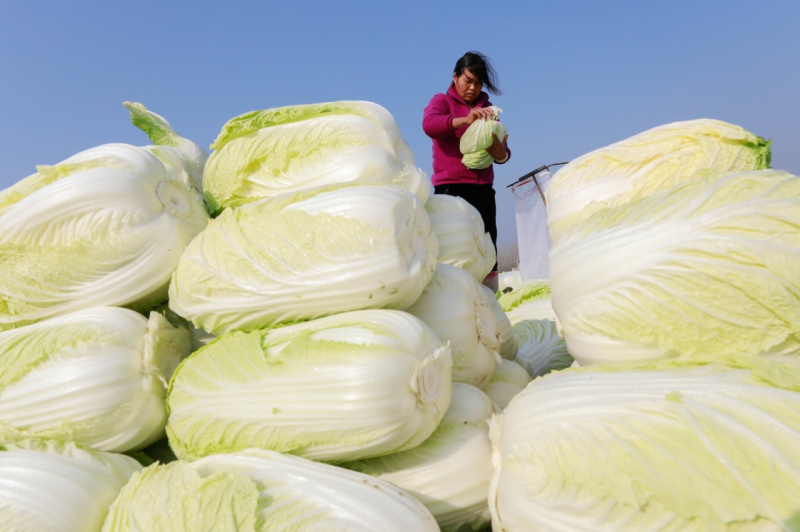 小白菜种植方法全过程详解：从播种到收获的完整指南插图2