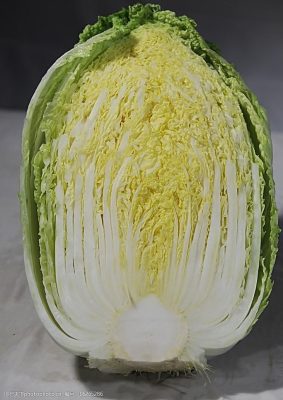 种白菜上什么粪好?5种高效有机肥推荐与使用技巧-会东网