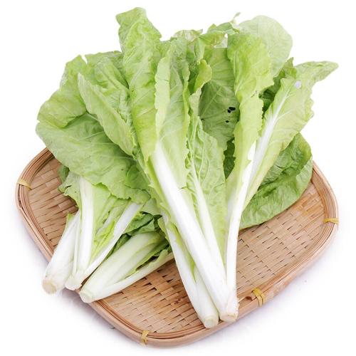 奶白菜种植全攻略：从选种到收获的完整指南插图3