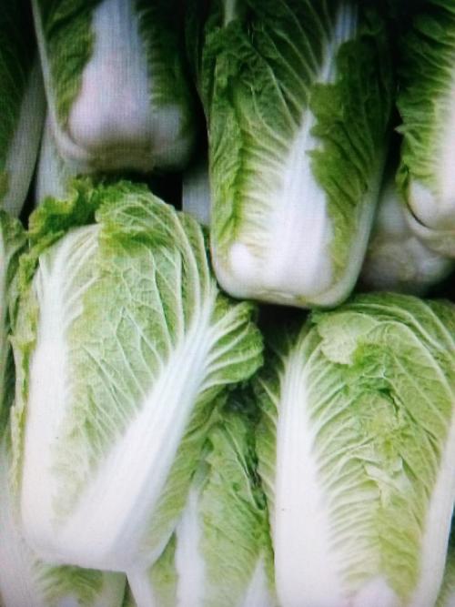 种大白菜怎么能包心？5个关键技巧让白菜紧实饱满插图1