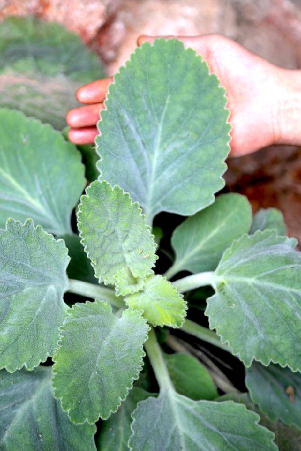 种大白菜怎么能包心？5个关键技巧让白菜紧实饱满插图2