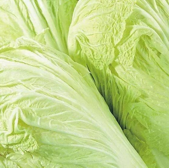 种白菜的技术详解:从选种到收获的全流程指南插图1 种白菜的技术详解:从选种到收获的全流程指南插图1