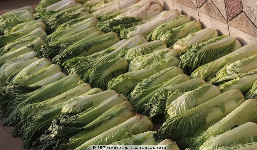 种小白菜播种全过程详解：从选种到收获的完整指南插图1