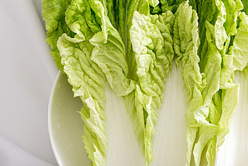 种小白菜播种全过程详解：从选种到收获的完整指南插图4