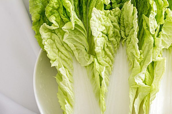 第一次种圆白菜全攻略：从选种到收获的完整指南-会东网