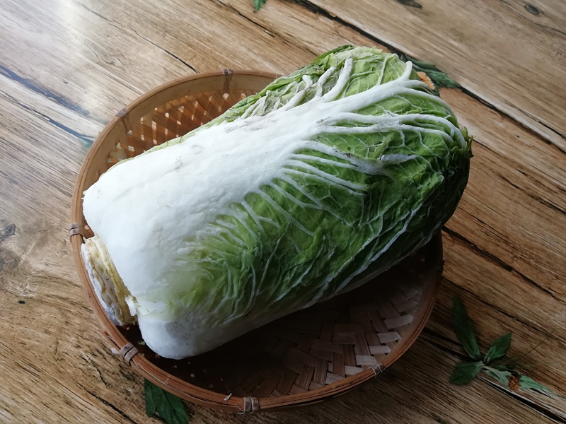 小白菜种植时间和方法全解析：从播种到收获的完整指南插图4