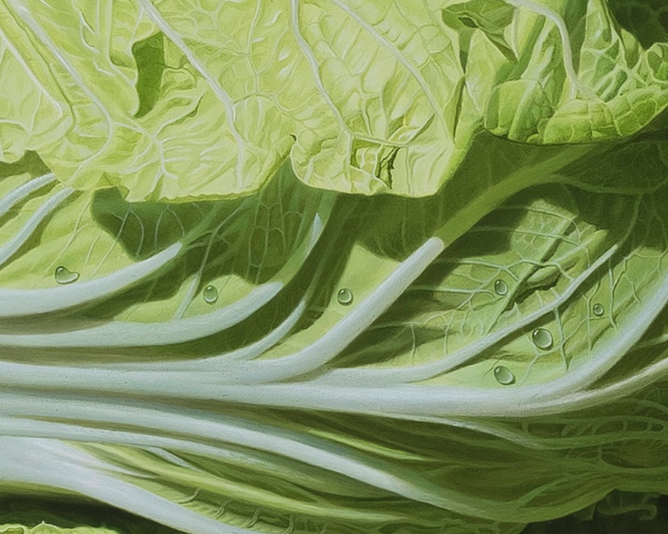 白菜是种好还是移栽好？种植方式优劣大比拼插图2