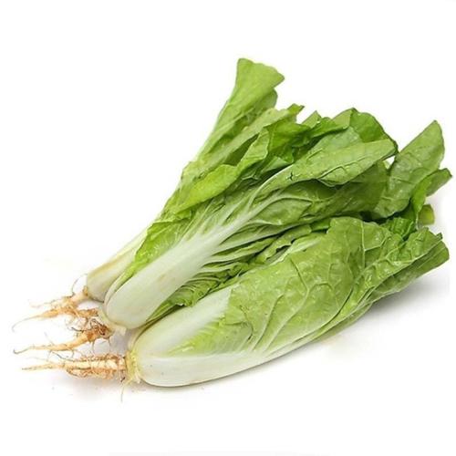 白菜是种好还是移栽好？种植方式优劣大比拼插图3