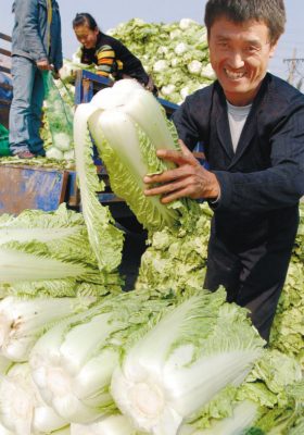 白菜的种植过程详解:从选种到收获的完整指南-会东网