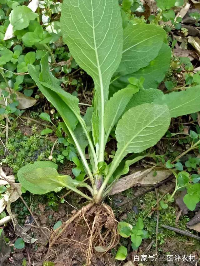 白菜的种植过程详解:从选种到收获的完整指南插图5 白菜的种植过程详解:从选种到收获的完整指南插图5