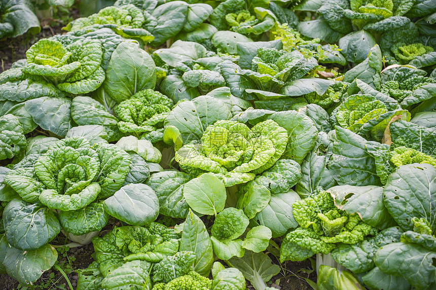 啥时候种秋白菜最合适？最佳种植时间全解析插图3