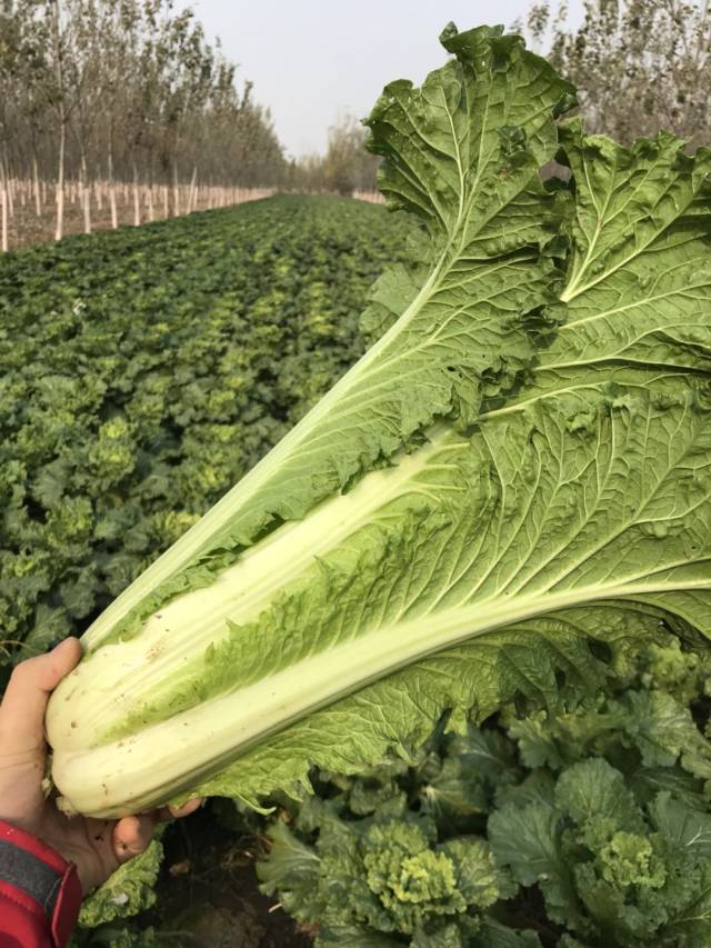 种植小白菜全攻略:从选种到收获的完整指南插图3 种植小白菜全攻略:从选种到收获的完整指南插图3