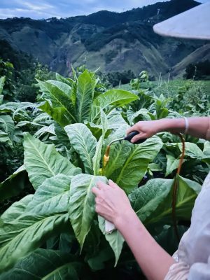 会东烟田:打顶抹芽绘就乡村振兴“丰”景画卷-会东网