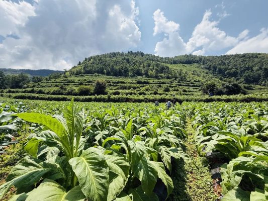 会东县十大农产品？-会东网