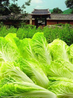 种大白菜应该大水浇灌吗?专家解析科学浇水技巧-会东网