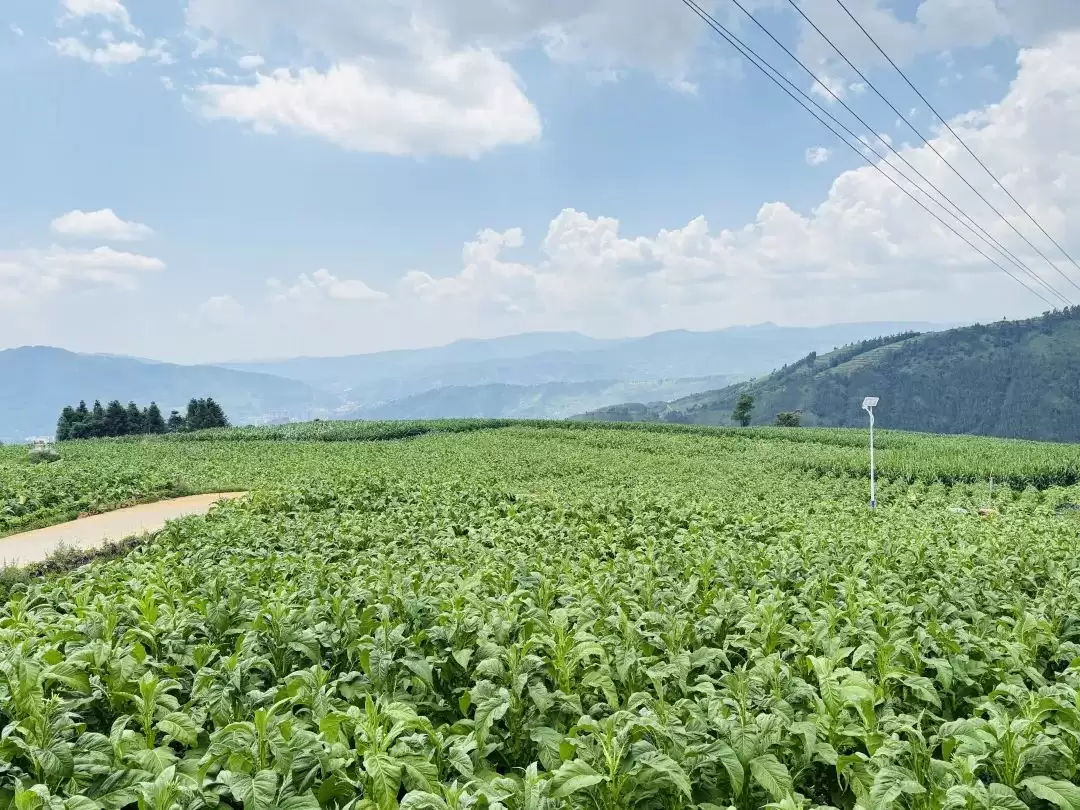 会东烟田:打顶抹芽绘就乡村振兴“丰”景画卷插图4 会东烟田:打顶抹芽绘就乡村振兴“丰”景画卷插图4