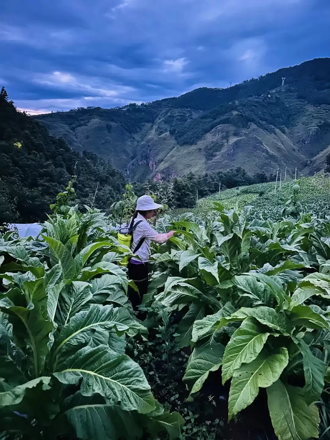 会东烟田:打顶抹芽绘就乡村振兴“丰”景画卷插图3 会东烟田:打顶抹芽绘就乡村振兴“丰”景画卷插图3