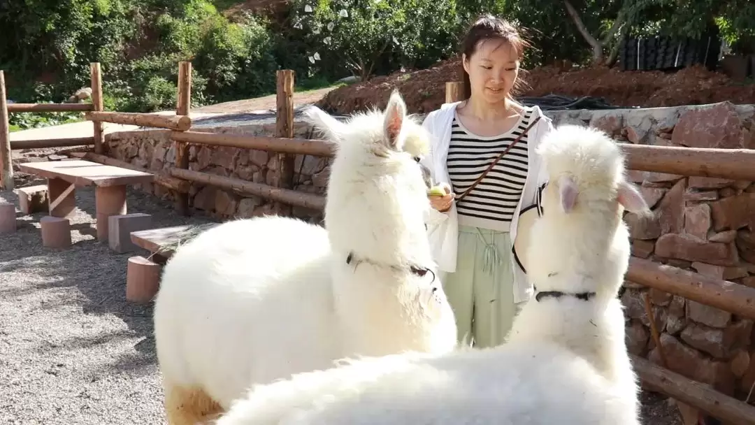 稻田音乐会“潮”涌乡村,会东文旅融合奏响乡村振兴“爆款”强音插图3 稻田音乐会“潮”涌乡村,会东文旅融合奏响乡村振兴“爆款”强音插图3