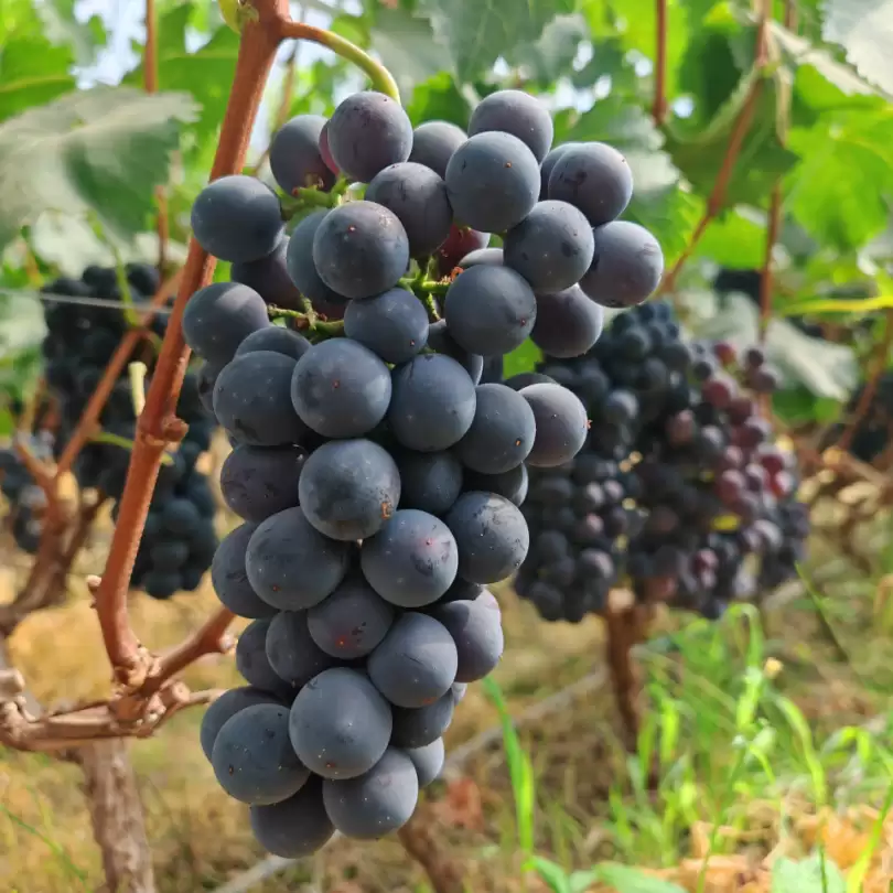 西昌夏日图鉴:在清凉与浪漫中拥抱美好插图10 西昌夏日图鉴:在清凉与浪漫中拥抱美好插图10