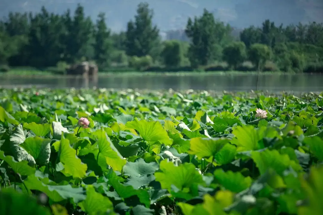 西昌夏日图鉴:在清凉与浪漫中拥抱美好插图6 西昌夏日图鉴:在清凉与浪漫中拥抱美好插图6