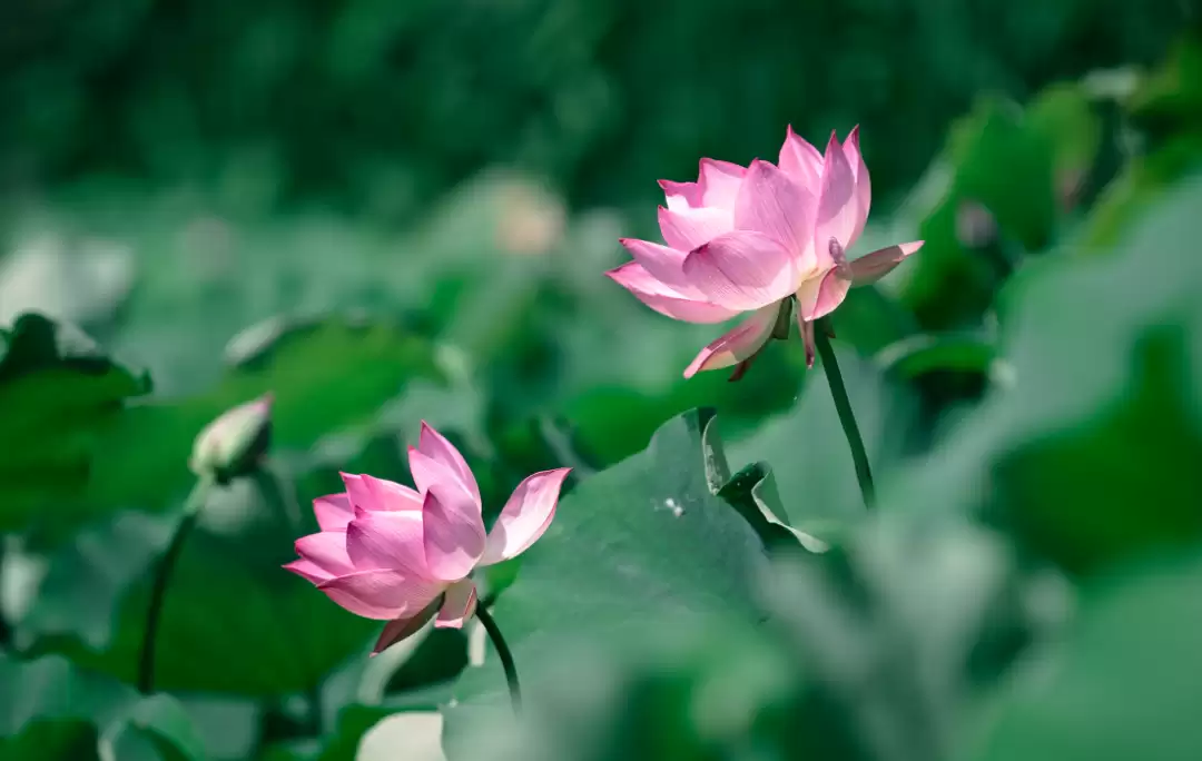 西昌夏日图鉴:在清凉与浪漫中拥抱美好插图5 西昌夏日图鉴:在清凉与浪漫中拥抱美好插图5