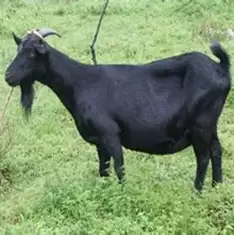 会东县十大农产品？插图