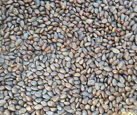 会东县十大农产品？插图5