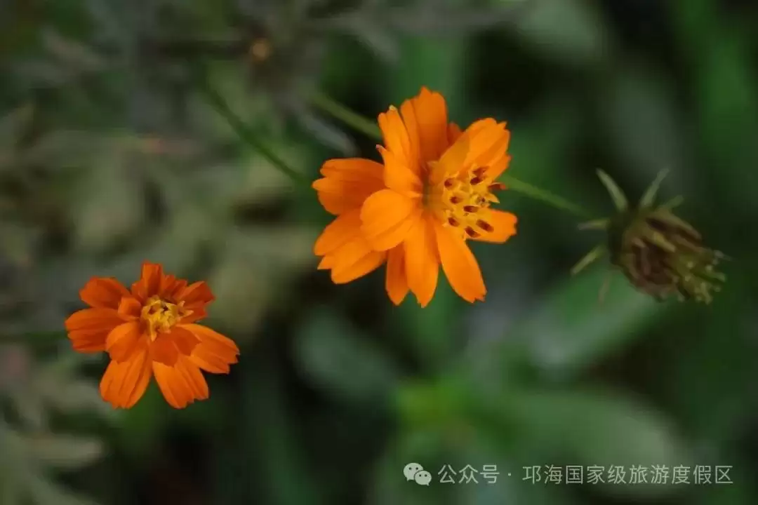 秋爽时节来邛海国家级旅游度假区,邂逅浪漫花海,畅享惬意秋日时光插图14 秋爽时节来邛海国家级旅游度假区,邂逅浪漫花海,畅享惬意秋日时光插图14