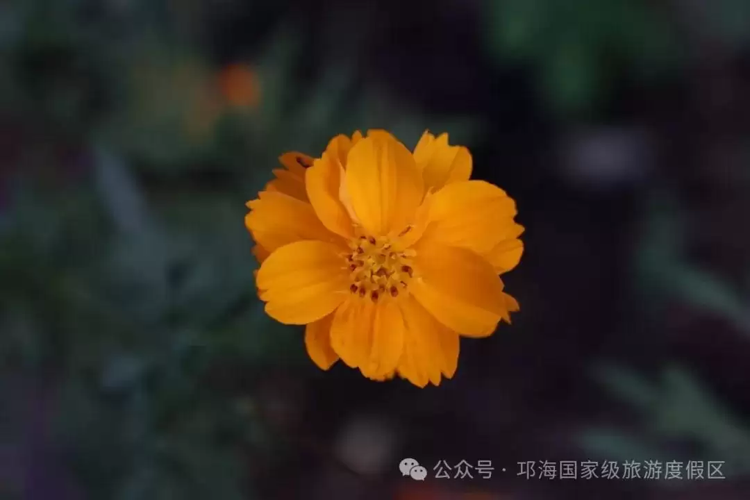 秋爽时节来邛海国家级旅游度假区,邂逅浪漫花海,畅享惬意秋日时光插图12 秋爽时节来邛海国家级旅游度假区,邂逅浪漫花海,畅享惬意秋日时光插图12