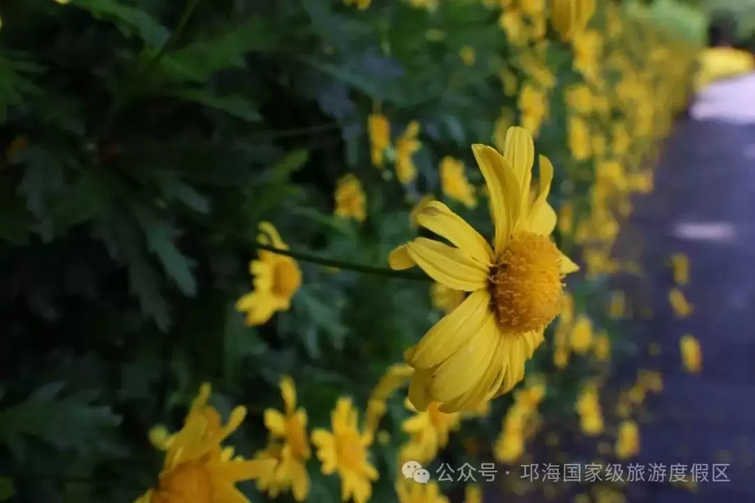 秋爽时节来邛海国家级旅游度假区,邂逅浪漫花海,畅享惬意秋日时光插图7 秋爽时节来邛海国家级旅游度假区,邂逅浪漫花海,畅享惬意秋日时光插图7